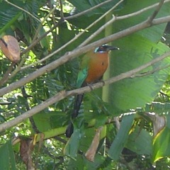 Momotus bahamensis
