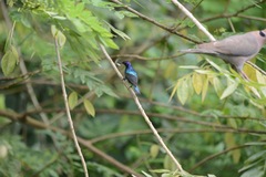 Cinnyris coccinigastrus