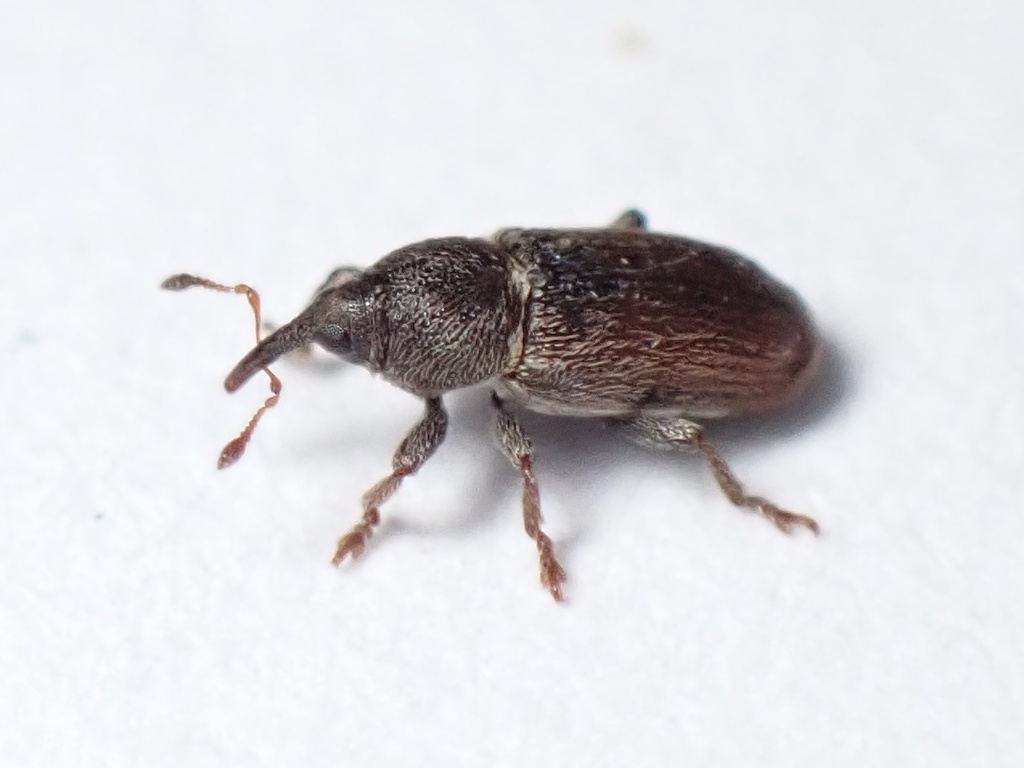 Tychius cuprifer