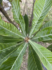 Eriobotrya japonica image