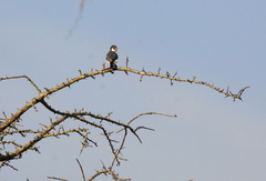 Polihierax semitorquatus