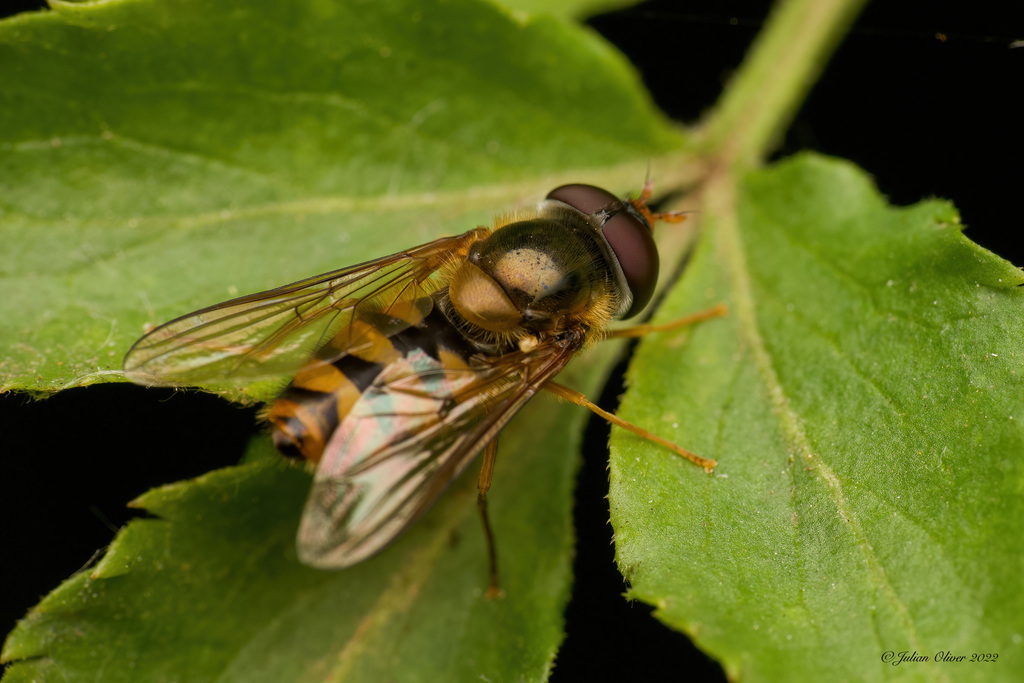 Epistrophe nitidicollis
