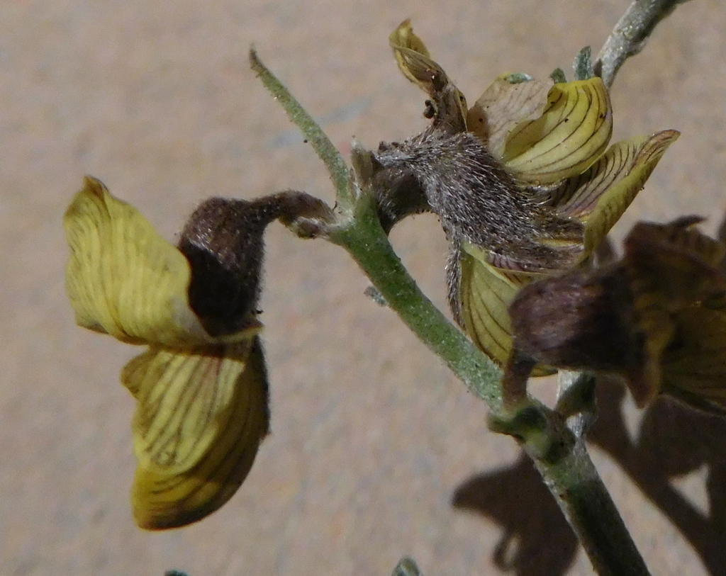 Lotononis rigida
