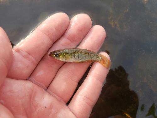 Northern starhead topminnow (Fundulus dispar) — Fundulidae — 2