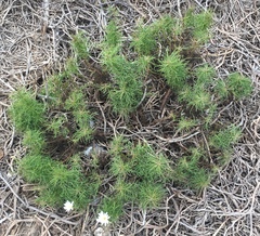 Malacothrix saxatilis implicata