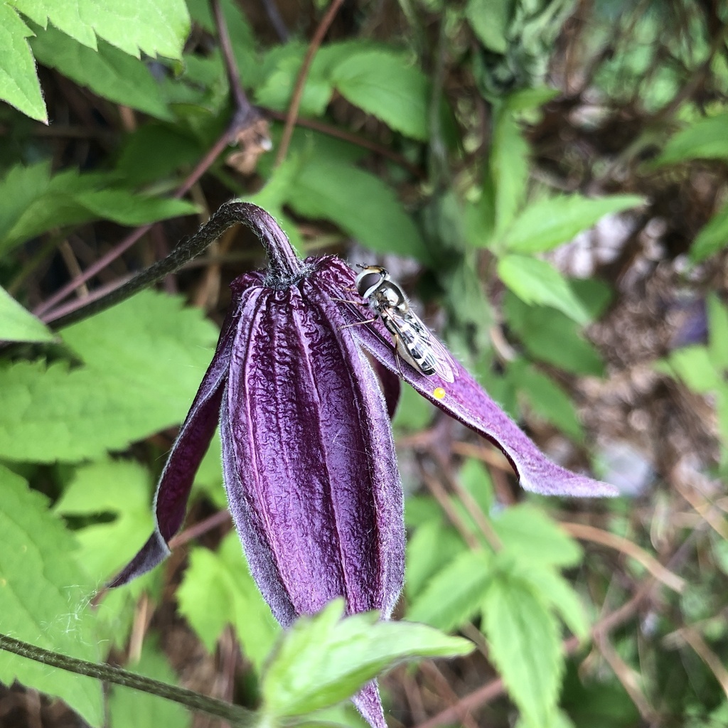 Whitebowed Smoothwing from Prestwick Estate Link SE, Calgary, AB, CA