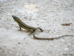 Phoenicolacerta laevis