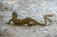 Phoenicolacerta laevis