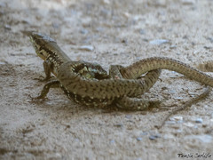 Phoenicolacerta laevis