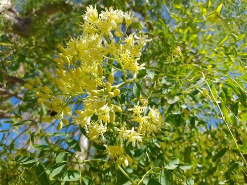 Moringa drouhardii image