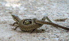 Phoenicolacerta laevis