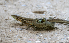 Phoenicolacerta laevis