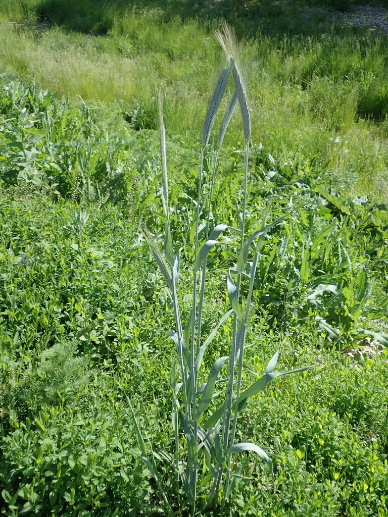 rye from Volsky District, Saratov Oblast, Russia on May 21, 2023 at 03: ...