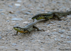 Phoenicolacerta laevis