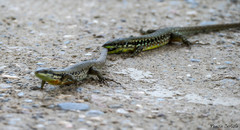 Phoenicolacerta laevis