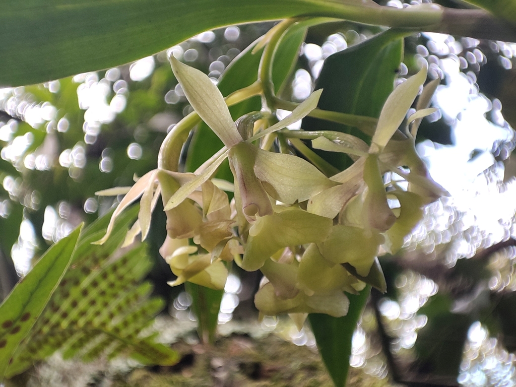 Epidendrum proligerum