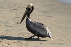 Pelecanus occidentalis