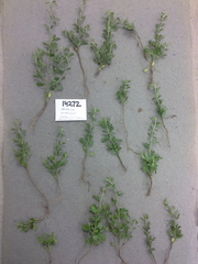 Psoralea candicans