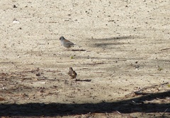 Junco hyemalis caniceps