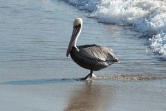 Pelecanus occidentalis
