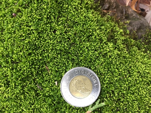 Claopodium rostratum