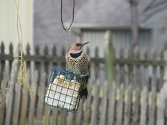 Colaptes auratus auratus