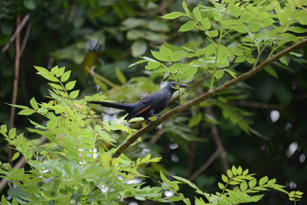 Chestnut-winged Starling photo