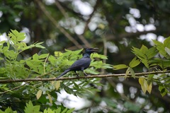 Onychognathus fulgidus