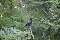 Onychognathus fulgidus