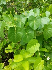 Ipomoea violacea