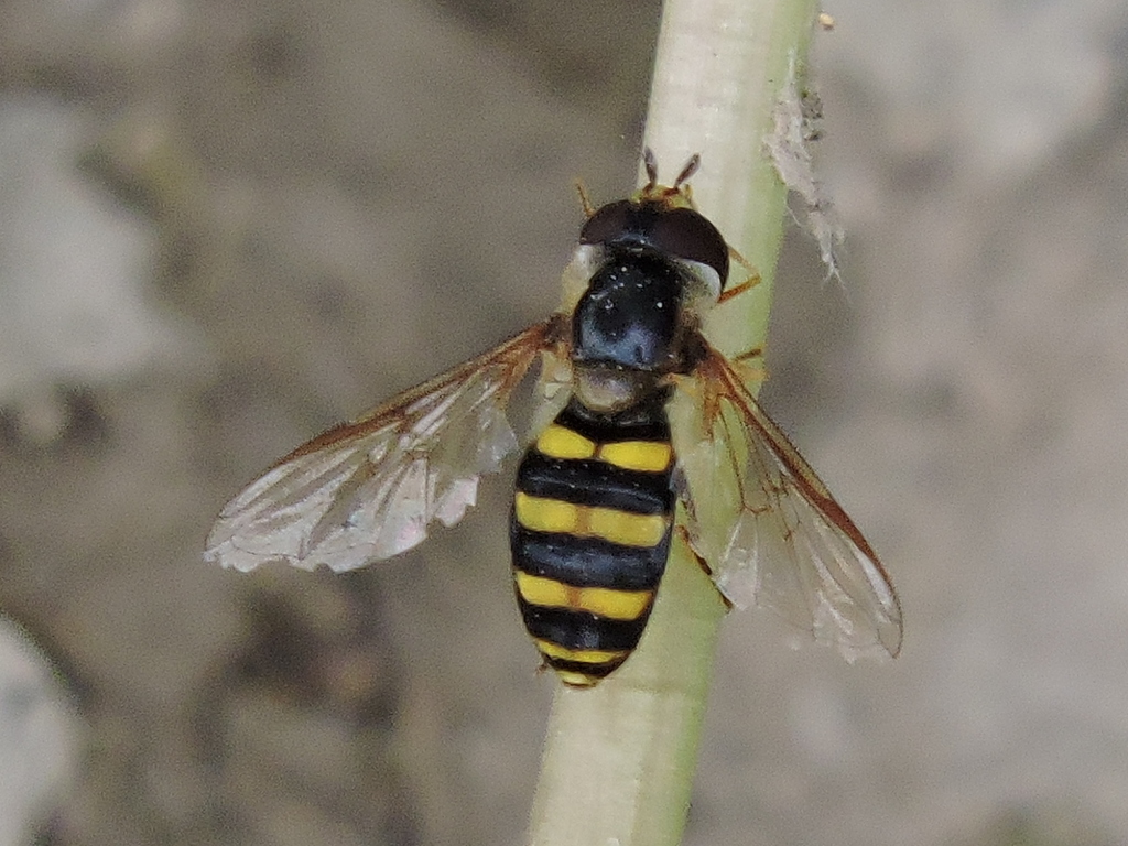 Long-tailed Aphideater Complex