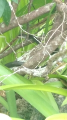 Coluber constrictor paludicola