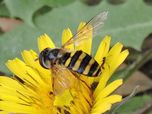 Long-tailed Aphideater Complex photo 3