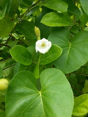 Ipomoea violacea