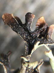 Hypogymnia lophyrea