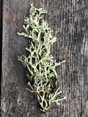 Hypogymnia lophyrea