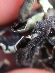 Hypogymnia lophyrea