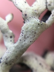 Hypogymnia lophyrea