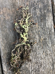 Hypogymnia lophyrea