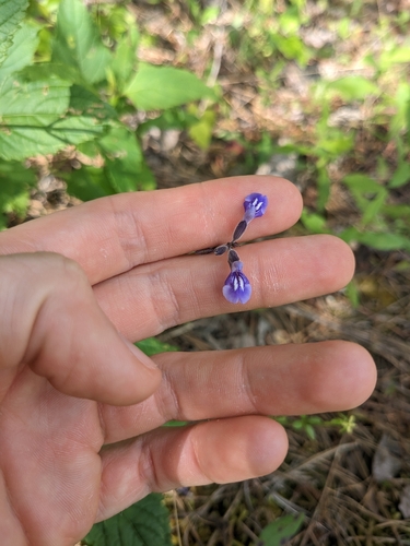 Image of Salvia urticifolia by (c) Alaina Krakowiak, some rights reserved (CC BY)