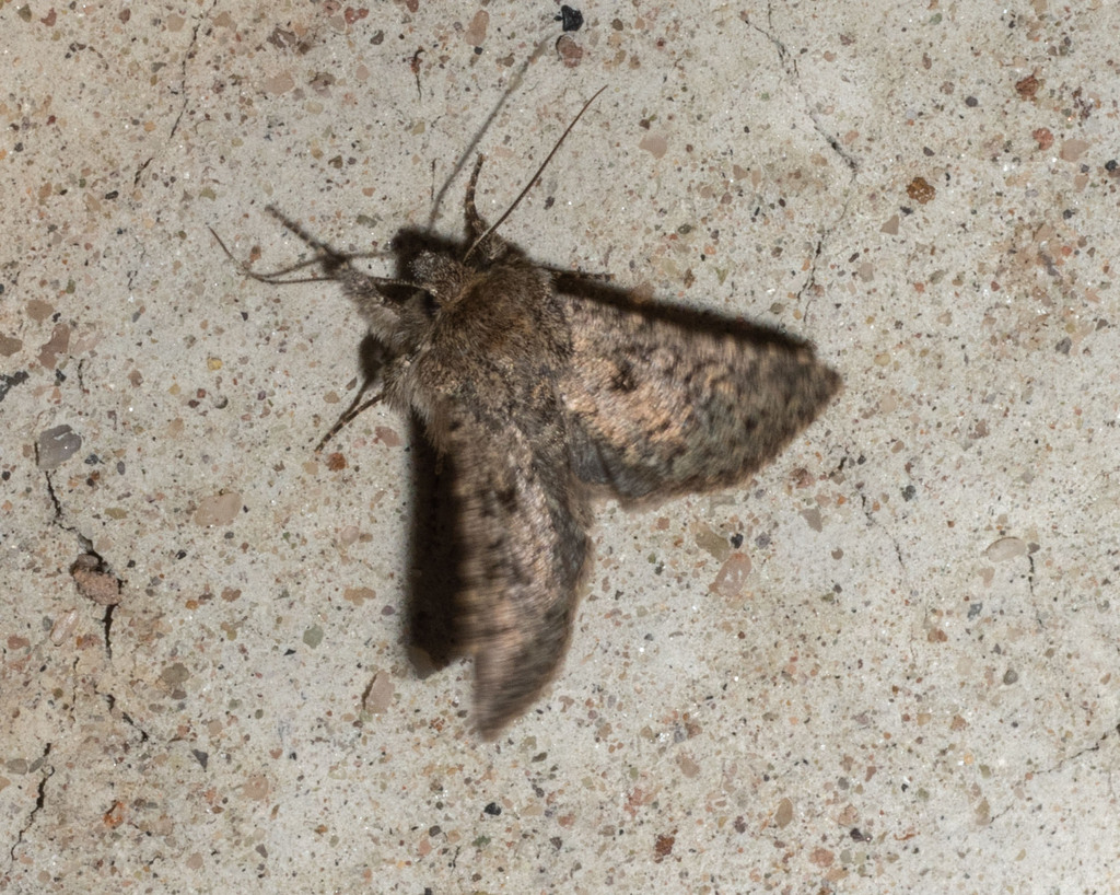 Scotogramma stretchii