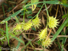 Onobrychis caput-galli