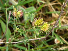 Onobrychis caput-galli
