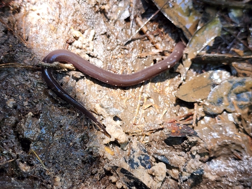One-toed Amphiuma, Amphiuma pholeter