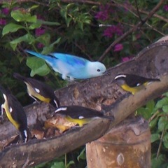 Thraupis episcopus berlepschi