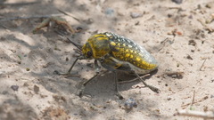 Julodis variolaris
