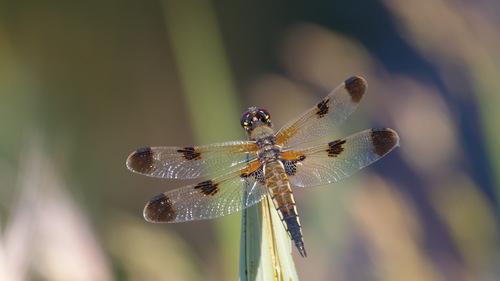 Four-spotted chaser