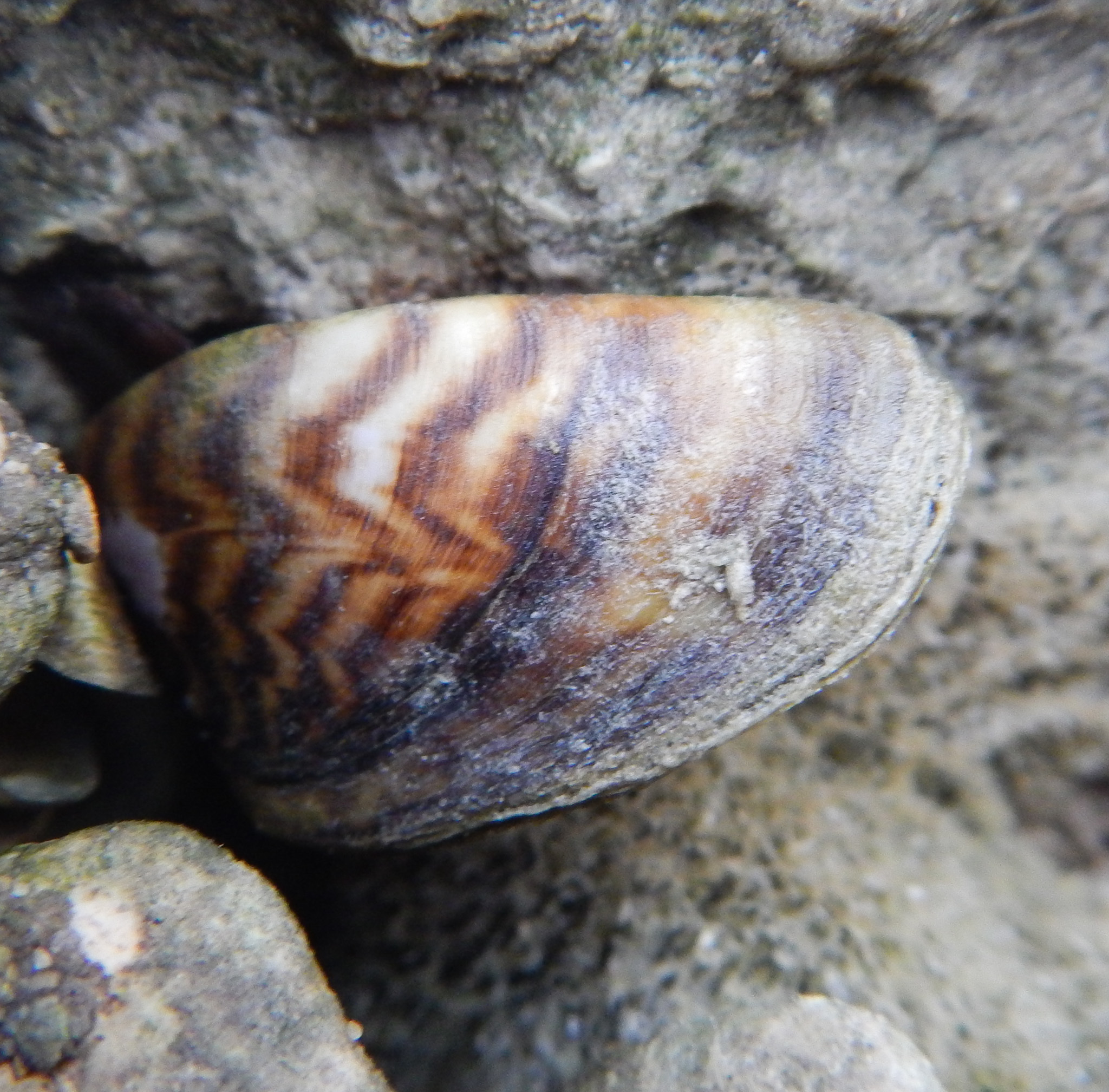 Dreissena Polymorpha (Pallas, 1771)