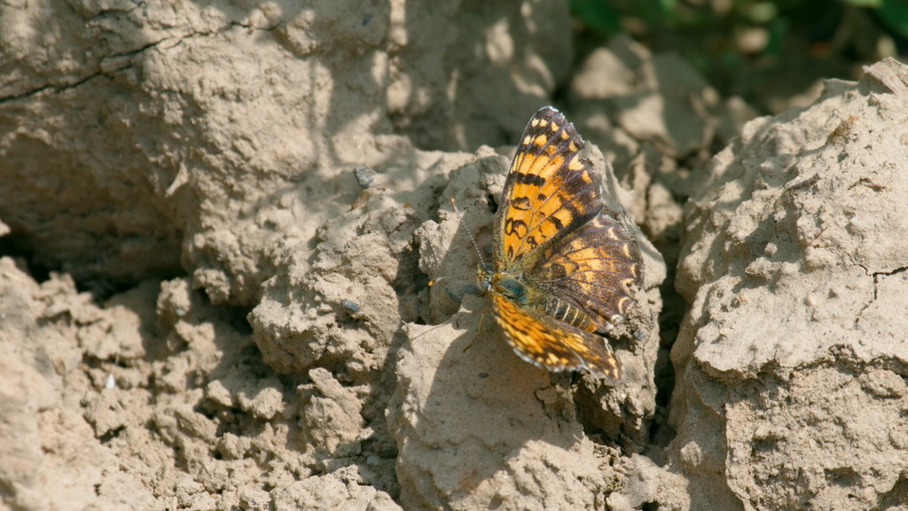 Melitaea sibina