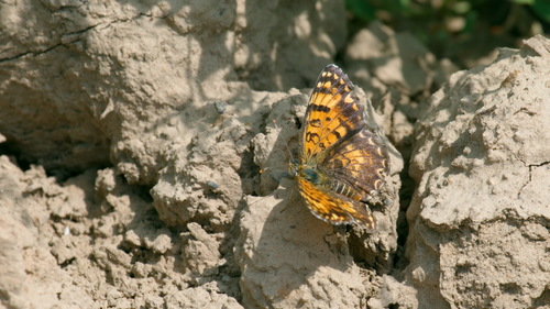 Melitaea sibina